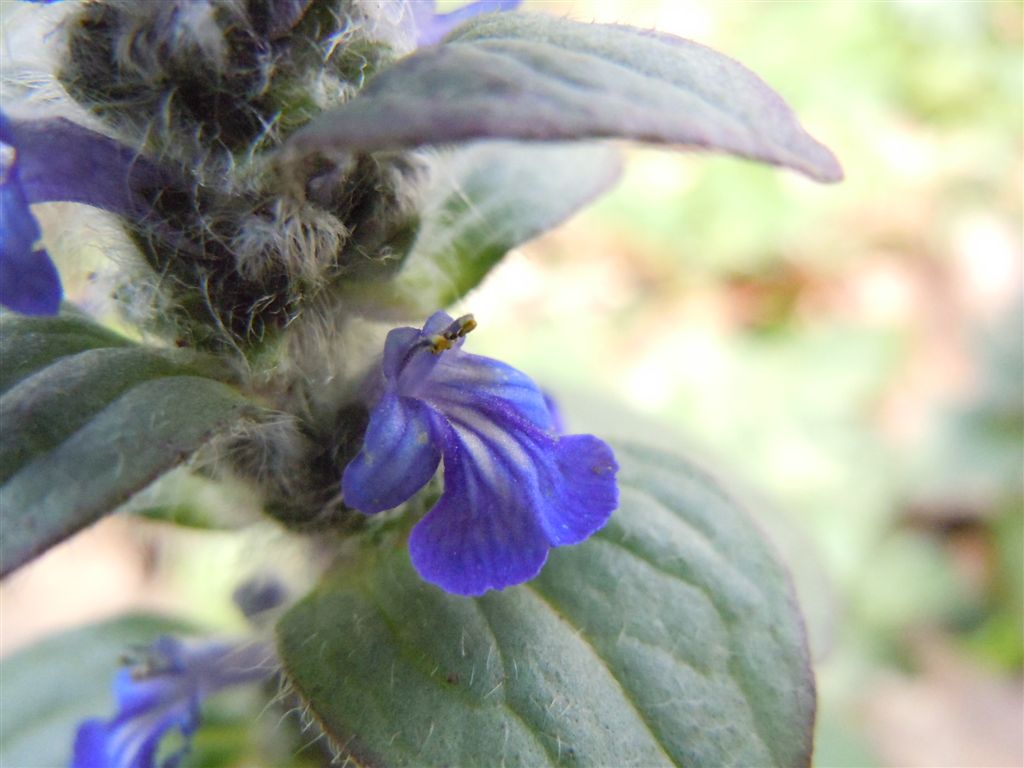 Ajuga reptans